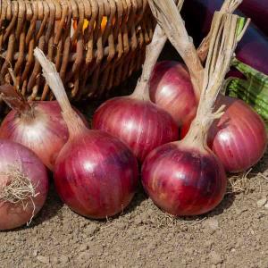 Oignon Rouge Morada de Amposta - Cuisine du Monde